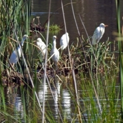 Bubulcus coromandus (Eastern Cattle Egret) at Upper Stranger Pond - 7 Mar 2019 by RodDeb