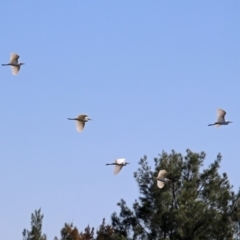 Bubulcus coromandus at Isabella Plains, ACT - 7 Mar 2019