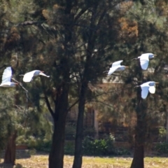 Bubulcus coromandus at Isabella Plains, ACT - 7 Mar 2019 11:16 AM