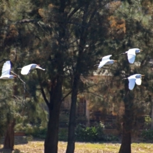 Bubulcus coromandus at Isabella Plains, ACT - 7 Mar 2019