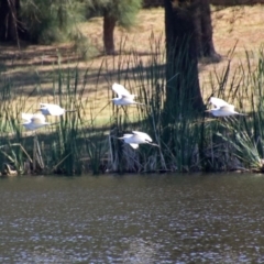 Bubulcus coromandus at Isabella Plains, ACT - 7 Mar 2019