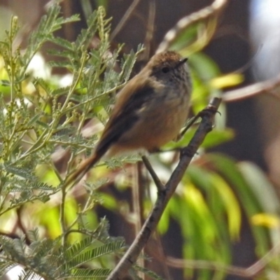 Acanthiza pusilla (Brown Thornbill) at Paddys River, ACT - 7 Mar 2019 by RodDeb