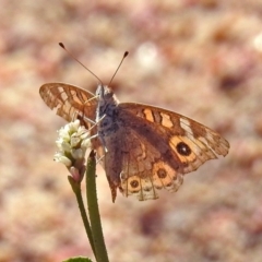 Junonia villida (Meadow Argus) at Tidbinbilla Nature Reserve - 7 Mar 2019 by RodDeb