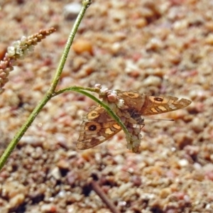 Junonia villida at Paddys River, ACT - 7 Mar 2019