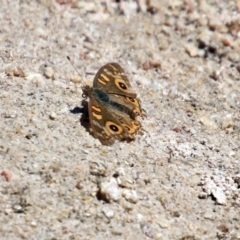 Junonia villida at Paddys River, ACT - 7 Mar 2019