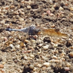 Orthetrum caledonicum (Blue Skimmer) at Tidbinbilla Nature Reserve - 7 Mar 2019 by RodDeb