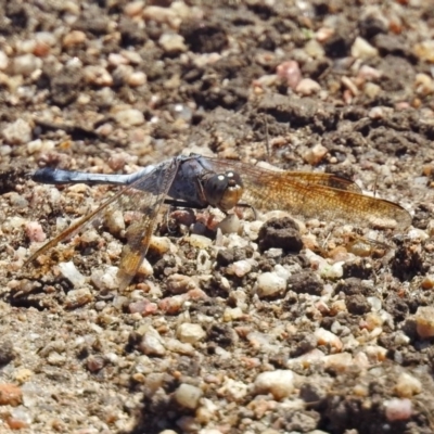 Orthetrum caledonicum (Blue Skimmer) at Paddys River, ACT - 7 Mar 2019 by RodDeb