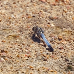 Orthetrum caledonicum at Paddys River, ACT - 7 Mar 2019 12:34 PM