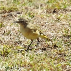 Acanthiza chrysorrhoa (Yellow-rumped Thornbill) at Tidbinbilla Nature Reserve - 7 Mar 2019 by RodDeb