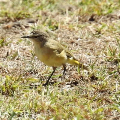 Acanthiza chrysorrhoa (Yellow-rumped Thornbill) at Paddys River, ACT - 7 Mar 2019 by RodDeb