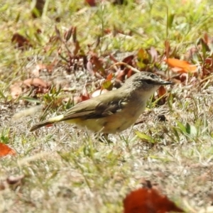 Acanthiza chrysorrhoa at Paddys River, ACT - 7 Mar 2019