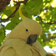 Cacatua galerita (Sulphur-crested Cockatoo) at Paddys River, ACT - 7 Mar 2019 by RodDeb