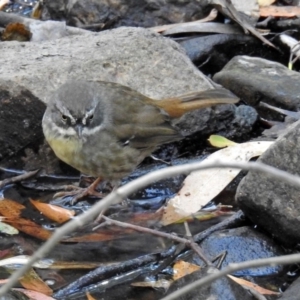 Sericornis frontalis at Paddys River, ACT - 7 Mar 2019