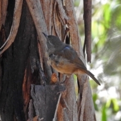 Sericornis frontalis at Paddys River, ACT - 7 Mar 2019