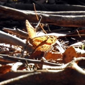 Geitoneura acantha at Paddys River, ACT - 7 Mar 2019 04:41 PM