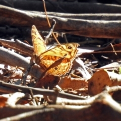 Geitoneura acantha at Paddys River, ACT - 7 Mar 2019