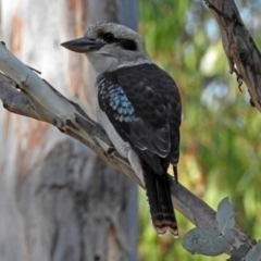 Dacelo novaeguineae (Laughing Kookaburra) at Paddys River, ACT - 7 Mar 2019 by RodDeb