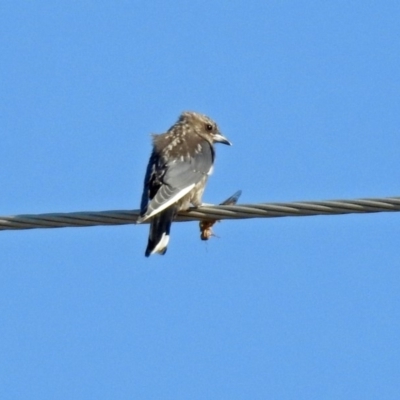 Artamus cyanopterus (Dusky Woodswallow) at Tidbinbilla Nature Reserve - 7 Mar 2019 by RodDeb