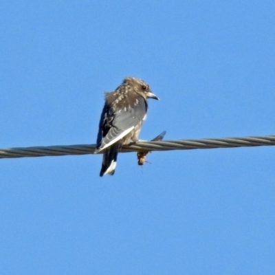 Artamus cyanopterus (Dusky Woodswallow) at Paddys River, ACT - 7 Mar 2019 by RodDeb