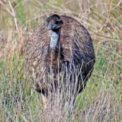 Dromaius novaehollandiae (Emu) at Paddys River, ACT - 7 Mar 2019 by RodDeb