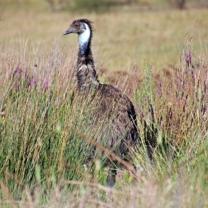 Dromaius novaehollandiae at Paddys River, ACT - 7 Mar 2019