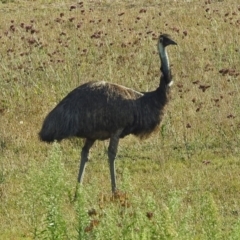 Dromaius novaehollandiae at Paddys River, ACT - 7 Mar 2019