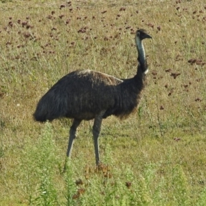 Dromaius novaehollandiae at Paddys River, ACT - 7 Mar 2019