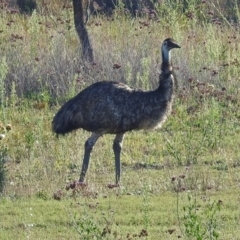 Dromaius novaehollandiae at Paddys River, ACT - 7 Mar 2019