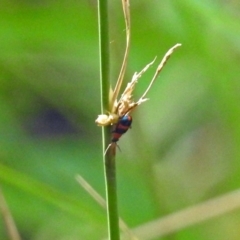 Dicranolaius bellulus (Red and Blue Pollen Beetle) at Tidbinbilla Nature Reserve - 7 Mar 2019 by RodDeb