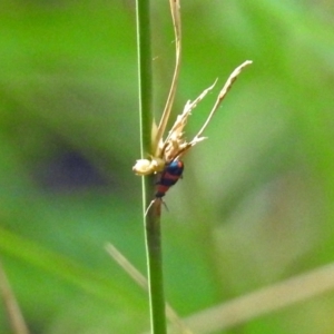 Dicranolaius bellulus at Paddys River, ACT - 7 Mar 2019