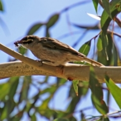Caligavis chrysops (Yellow-faced Honeyeater) at Paddys River, ACT - 7 Mar 2019 by RodDeb