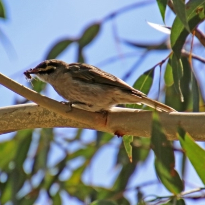 Caligavis chrysops (Yellow-faced Honeyeater) at Paddys River, ACT - 7 Mar 2019 by RodDeb