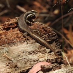 Eulamprus heatwolei (Yellow-bellied Water Skink) at Tidbinbilla Nature Reserve - 7 Mar 2019 by RodDeb