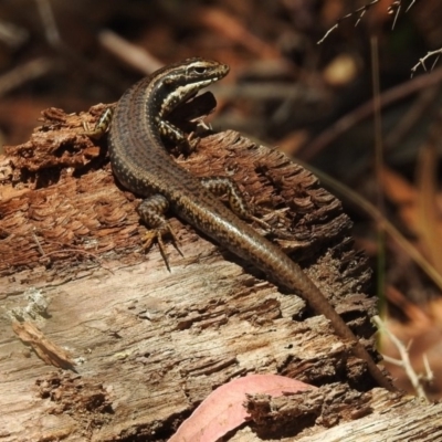 Eulamprus heatwolei (Yellow-bellied Water Skink) at Paddys River, ACT - 7 Mar 2019 by RodDeb