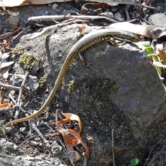 Eulamprus heatwolei at Paddys River, ACT - 7 Mar 2019