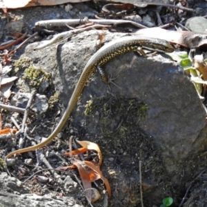 Eulamprus heatwolei at Paddys River, ACT - 7 Mar 2019 02:08 PM