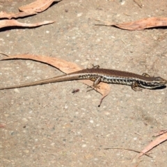 Eulamprus heatwolei at Paddys River, ACT - 7 Mar 2019 02:08 PM