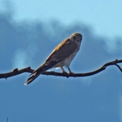 Falco cenchroides (Nankeen Kestrel) at Tharwa, ACT - 7 Mar 2019 by RodDeb