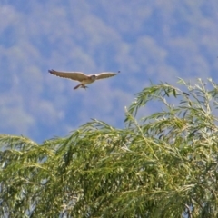 Falco cenchroides at Tharwa, ACT - 7 Mar 2019 11:53 AM