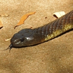 Notechis scutatus (Tiger Snake) at Paddys River, ACT - 7 Mar 2019 by RodDeb