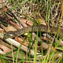 Notechis scutatus at Paddys River, ACT - 7 Mar 2019 01:14 PM