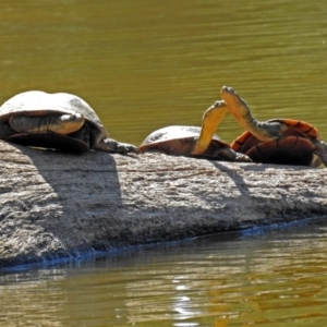 Chelodina longicollis at Paddys River, ACT - 7 Mar 2019