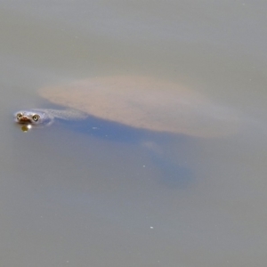 Chelodina longicollis at Paddys River, ACT - 7 Mar 2019 03:04 PM