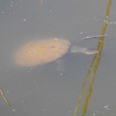 Chelodina longicollis at Paddys River, ACT - 7 Mar 2019