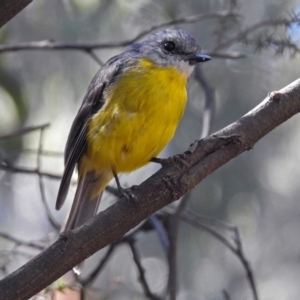 Eopsaltria australis at Paddys River, ACT - 7 Mar 2019