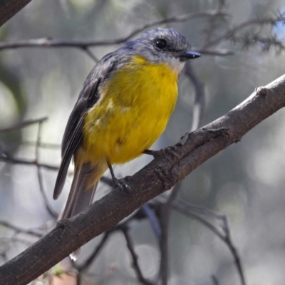 Eopsaltria australis (Eastern Yellow Robin) at Tidbinbilla Nature Reserve - 7 Mar 2019 by RodDeb