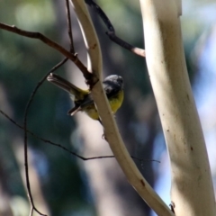 Eopsaltria australis at Paddys River, ACT - 7 Mar 2019 02:02 PM