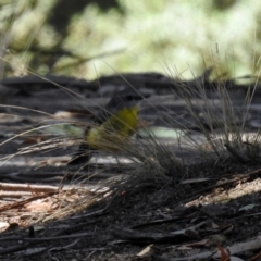 Eopsaltria australis at Paddys River, ACT - 7 Mar 2019 02:02 PM