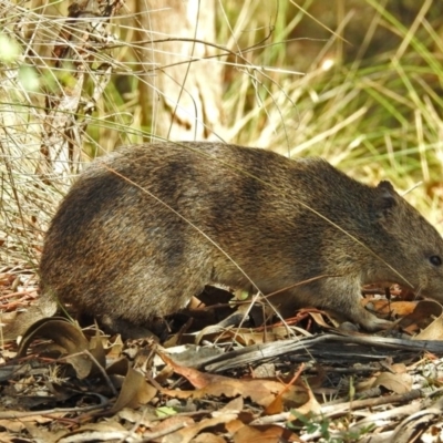 Isoodon obesulus obesulus (Southern Brown Bandicoot) at Paddys River, ACT - 7 Mar 2019 by RodDeb