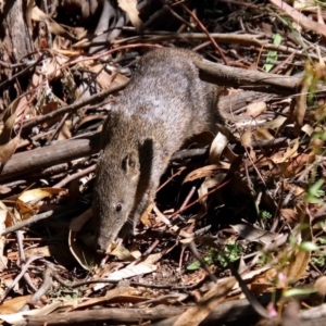 Isoodon obesulus obesulus at Paddys River, ACT - 7 Mar 2019